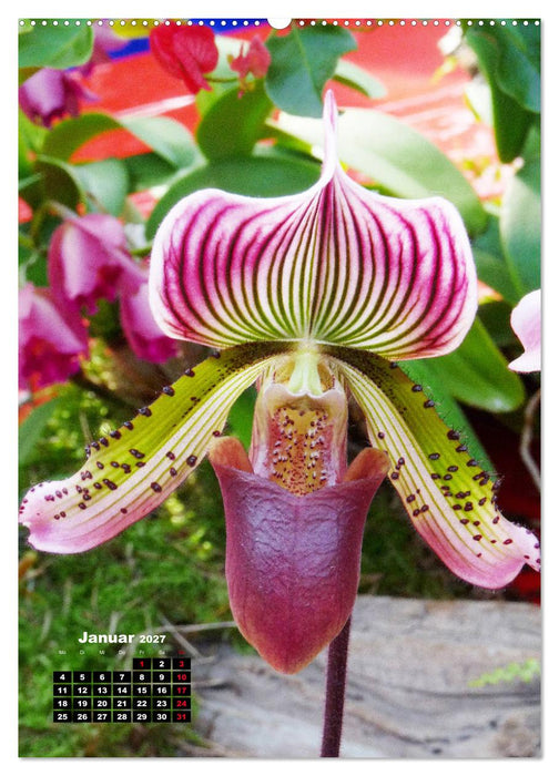 Kleine Orchideenschätze (CALVENDO Premium Wandkalender 2027)
