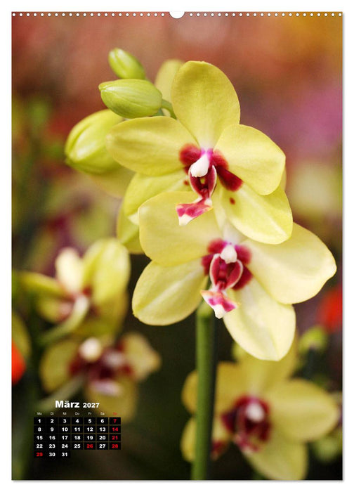 Kleine Orchideenschätze (CALVENDO Premium Wandkalender 2027)