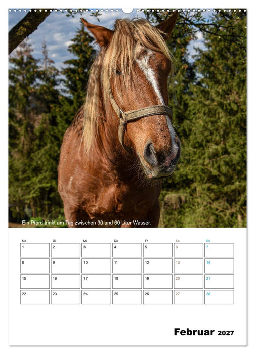 Liebenswerte Landtiere (CALVENDO Premium Wandkalender 2027)