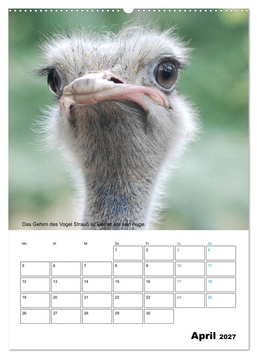 Liebenswerte Landtiere (CALVENDO Premium Wandkalender 2027)
