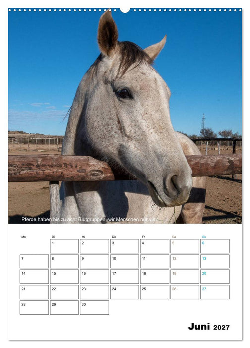 Liebenswerte Landtiere (CALVENDO Premium Wandkalender 2027)