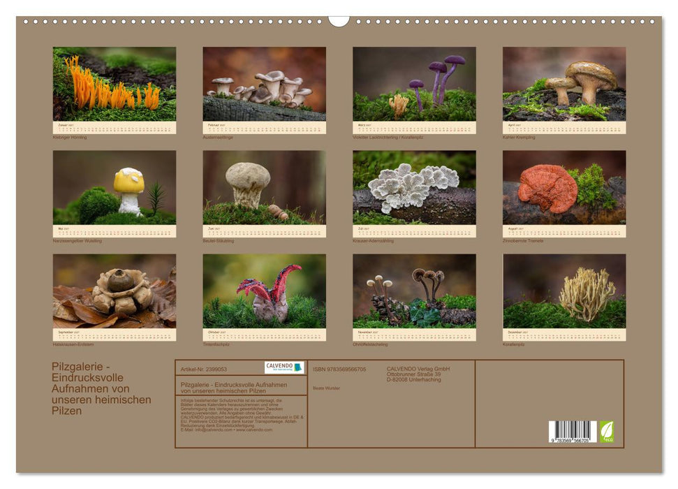 Pilzgalerie - Eindrucksvolle Aufnahmen von unseren heimischen Pilzen (CALVENDO Wandkalender 2027)