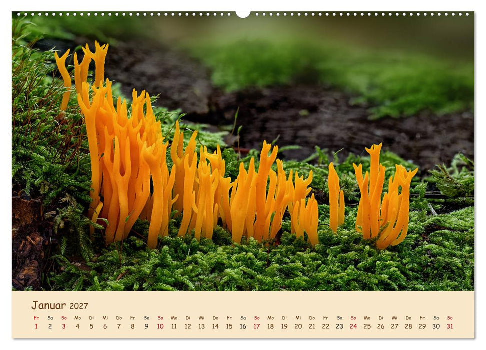 Pilzgalerie - Eindrucksvolle Aufnahmen von unseren heimischen Pilzen (CALVENDO Wandkalender 2027)