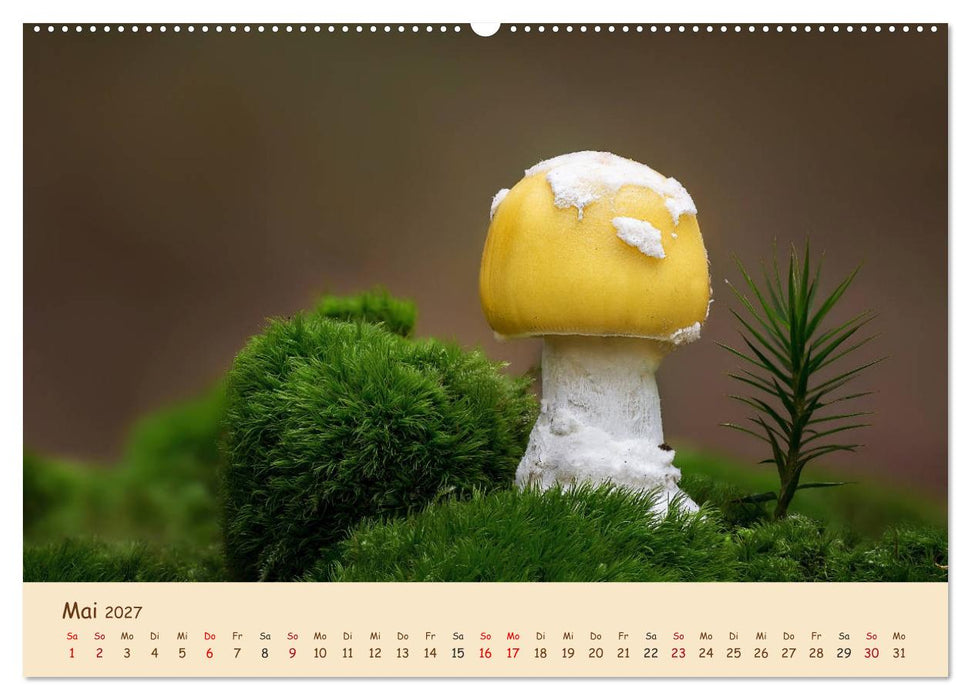 Pilzgalerie - Eindrucksvolle Aufnahmen von unseren heimischen Pilzen (CALVENDO Wandkalender 2027)
