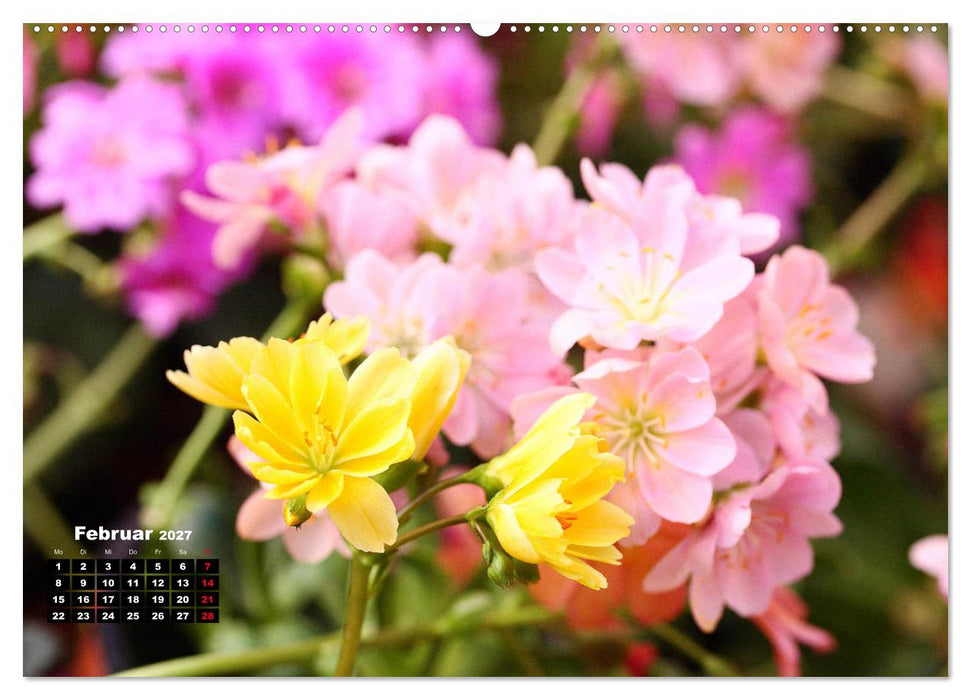Lewisia, das Porzellanröschen (CALVENDO Wandkalender 2027)