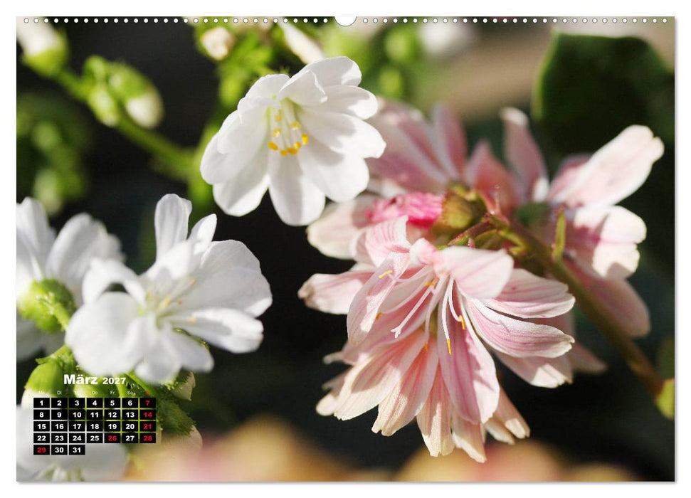 Lewisia, das Porzellanröschen (CALVENDO Wandkalender 2027)