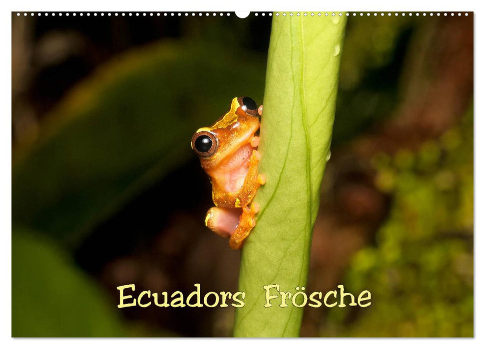 Ecuadors Frösche (CALVENDO Wandkalender 2027)