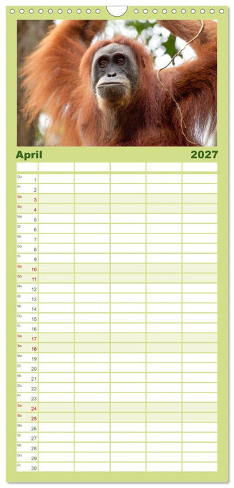 Orang-Utans - Menschen des Regenwaldes (CALVENDO Familienplaner 2027)
