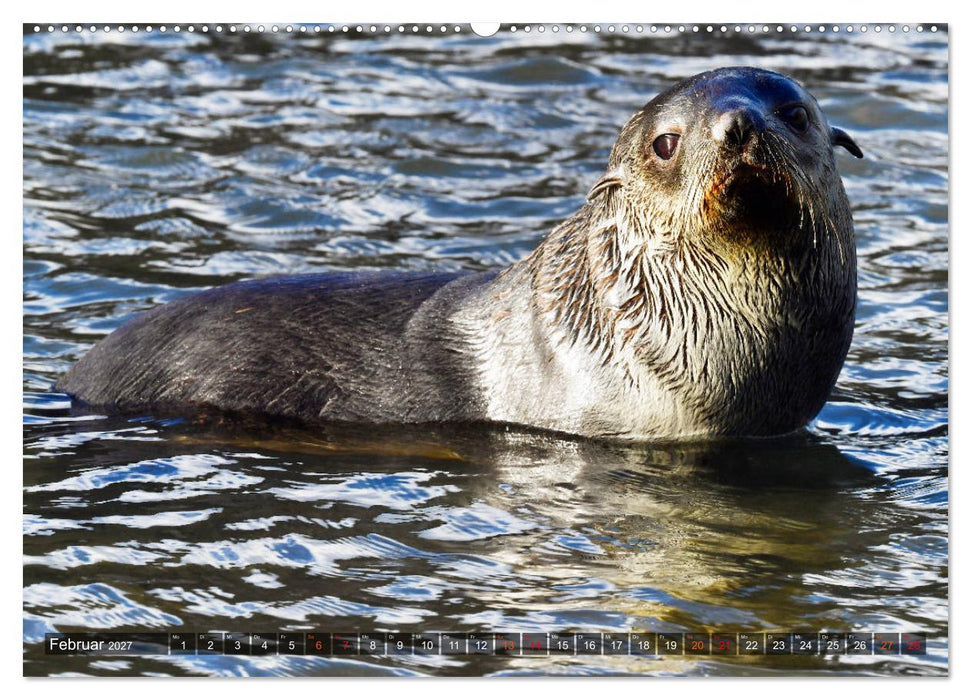Tierparadies Südpolarmeer (CALVENDO Premium Wandkalender 2027)