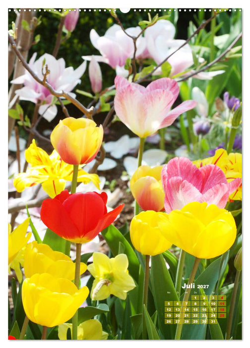 Ein buntes Tulpenjahr (CALVENDO Premium Wandkalender 2027)