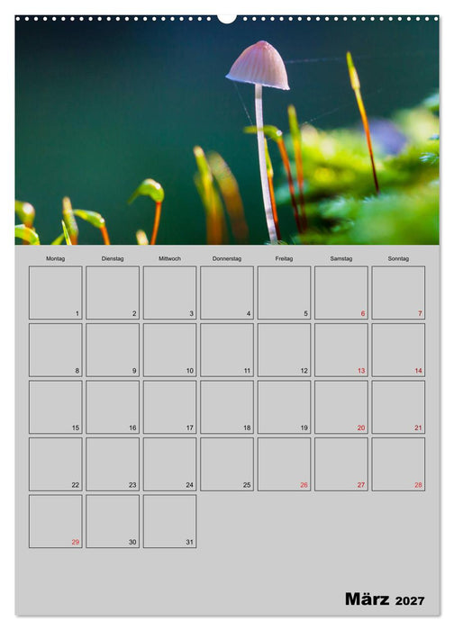 Quer durch die Pilze (CALVENDO Premium Wandkalender 2027)