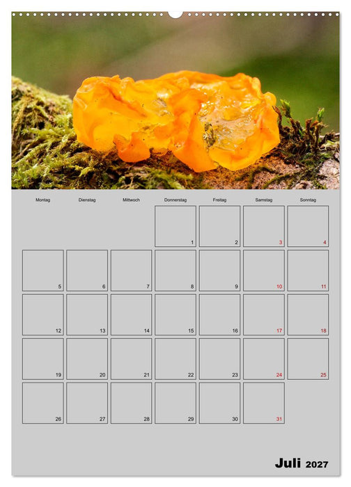 Quer durch die Pilze (CALVENDO Premium Wandkalender 2027)