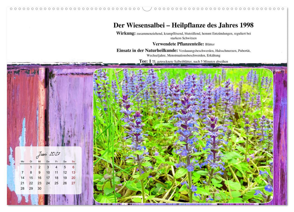 Gesundheit vor deiner Haustüre - Heilpflanzen am Alpenrand - Wirkung, Anwendungsbereiche und Teezubereitung (CALVENDO Premium Wandkalender 2027)