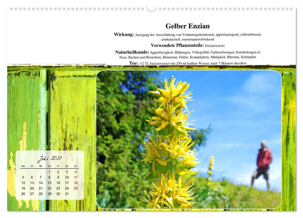 Gesundheit vor deiner Haustüre - Heilpflanzen am Alpenrand - Wirkung, Anwendungsbereiche und Teezubereitung (CALVENDO Premium Wandkalender 2027)