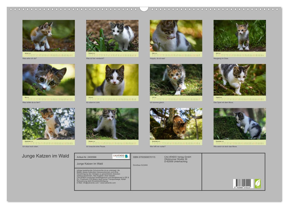 Junge Katzen im Wald (CALVENDO Wandkalender 2027)