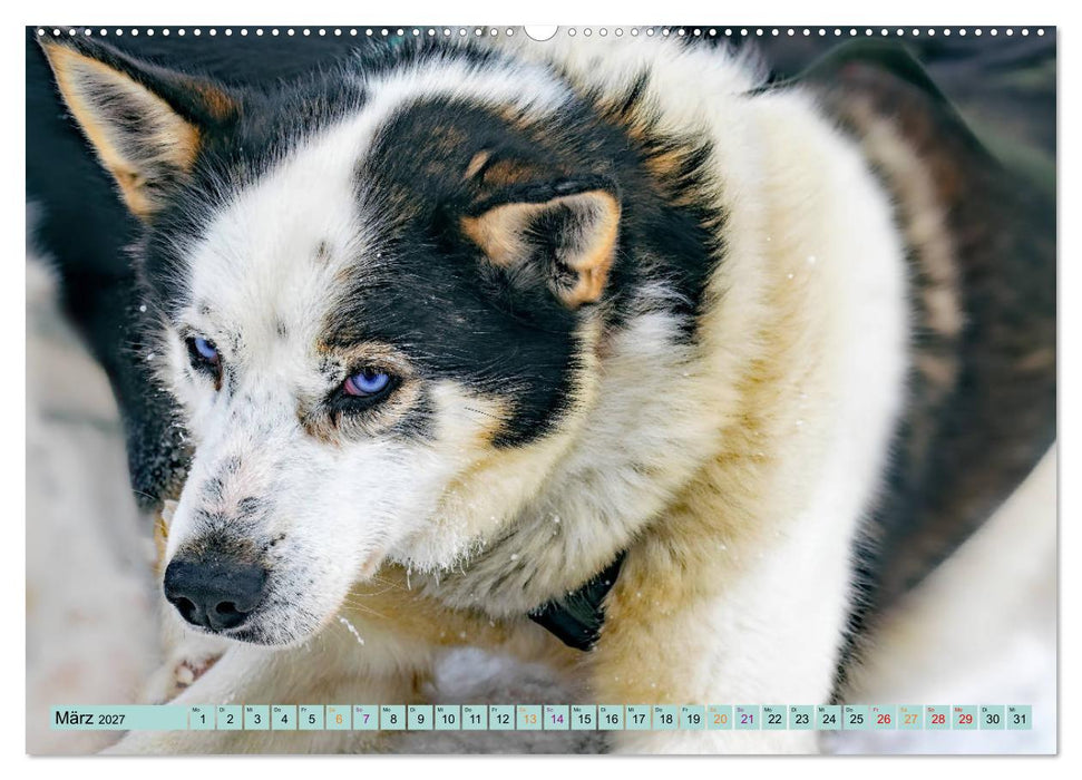 Huskies - Tolle Gefährten (CALVENDO Wandkalender 2027)