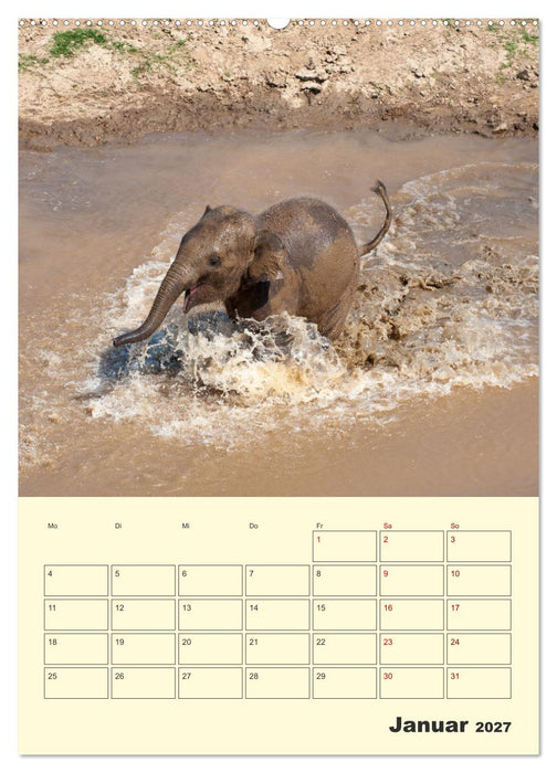 ELEFANTEN - Asiens graue Riesen (CALVENDO Wandkalender 2027)