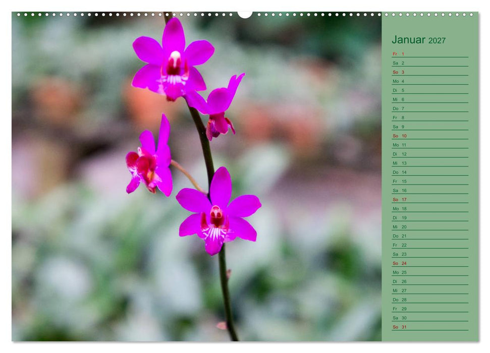 Farbzauber Natur Orchideen - CH Version (CALVENDO Wandkalender 2027)