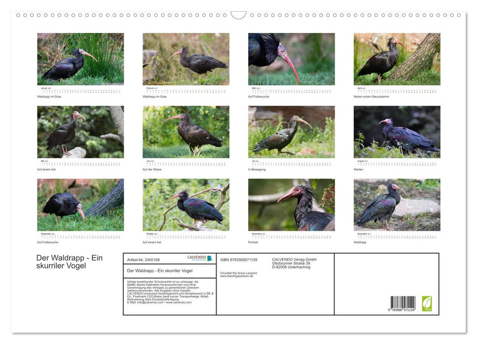 Der Waldrapp - Ein skurriler Vogel (CALVENDO Wandkalender 2027)