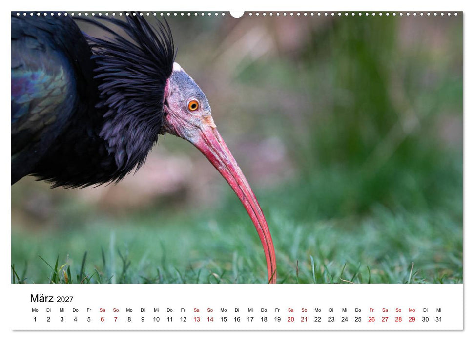 Der Waldrapp - Ein skurriler Vogel (CALVENDO Wandkalender 2027)