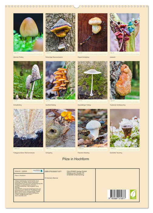 Pilze in Hochform (CALVENDO Premium Wandkalender 2027)