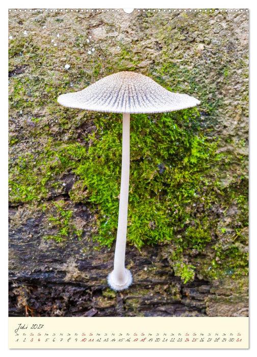 Pilze in Hochform (CALVENDO Premium Wandkalender 2027)