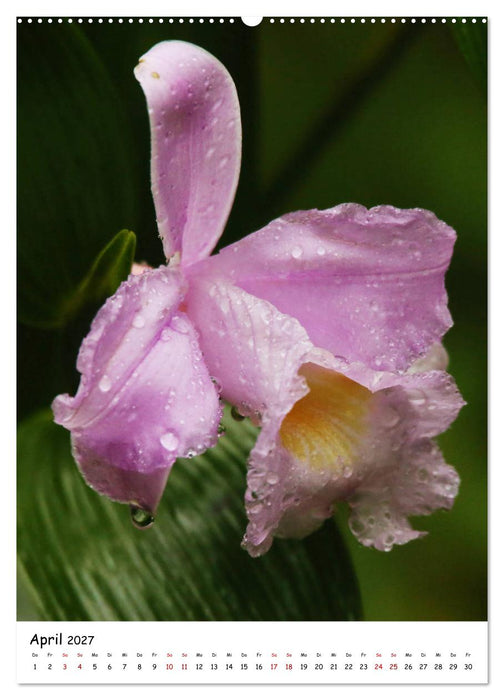 Costa Rica - Fauna & Flora (CALVENDO Wandkalender 2027)