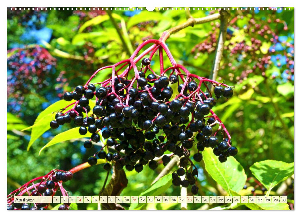 Essbare Wildfrüchte. Aromatische Köstlichkeiten aus der Natur (CALVENDO Wandkalender 2027)