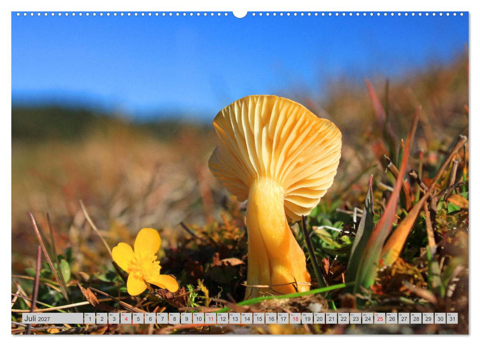 Pilze & Schwammerln (CALVENDO Premium Wandkalender 2027)