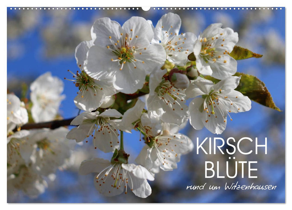 Kirschblüte rund um Witzenhausen (CALVENDO Wandkalender 2027)