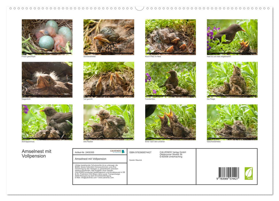 Amselnest mit Vollpension (CALVENDO Premium Wandkalender 2027)