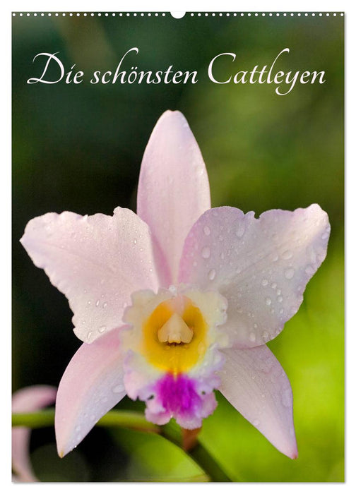 Die schönsten Cattleyen (CALVENDO Wandkalender 2027)