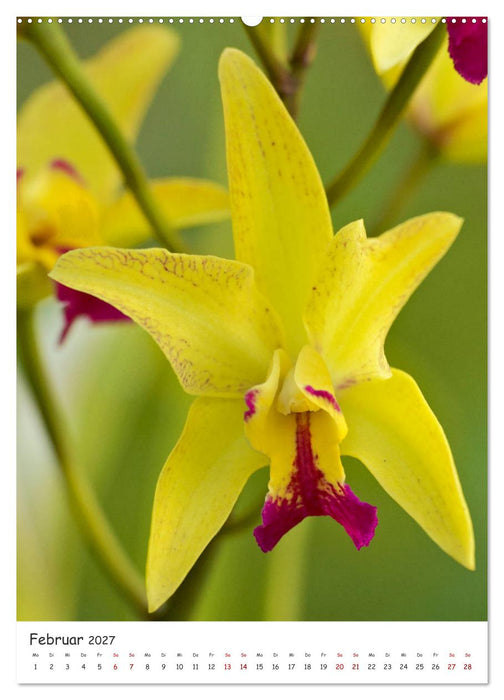 Die schönsten Cattleyen (CALVENDO Wandkalender 2027)