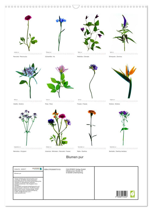Blumen pur (CALVENDO Wandkalender 2027)