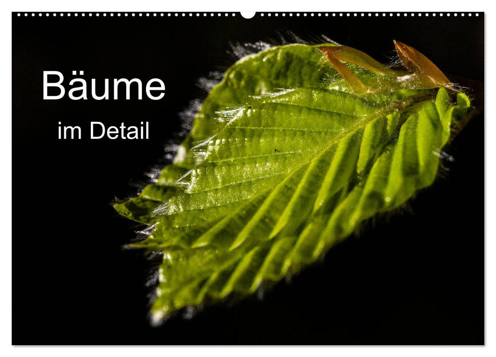 Bäume im Detail (CALVENDO Wandkalender 2027)