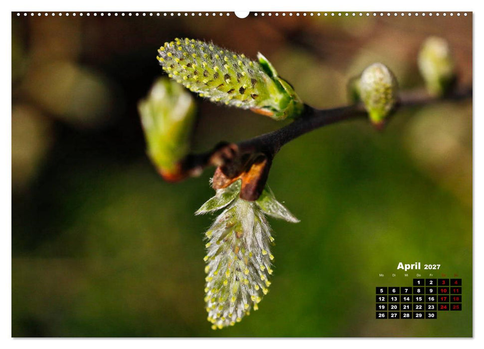 Bäume im Detail (CALVENDO Wandkalender 2027)
