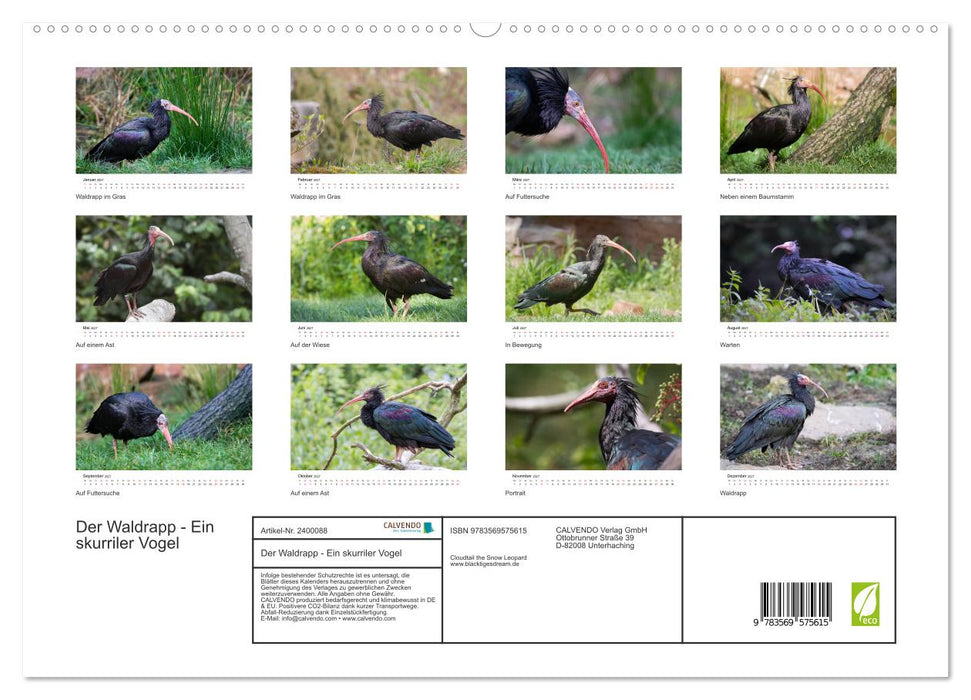 Der Waldrapp - Ein skurriler Vogel (CALVENDO Premium Wandkalender 2027)