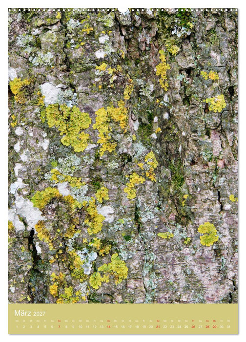 Baumhaut (CALVENDO Premium Wandkalender 2027)