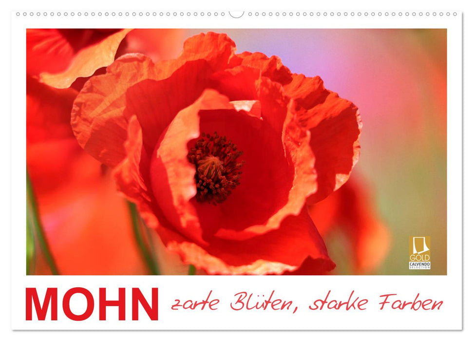 Mohn, zarte Blüten, starke Farben (CALVENDO Wandkalender 2027)