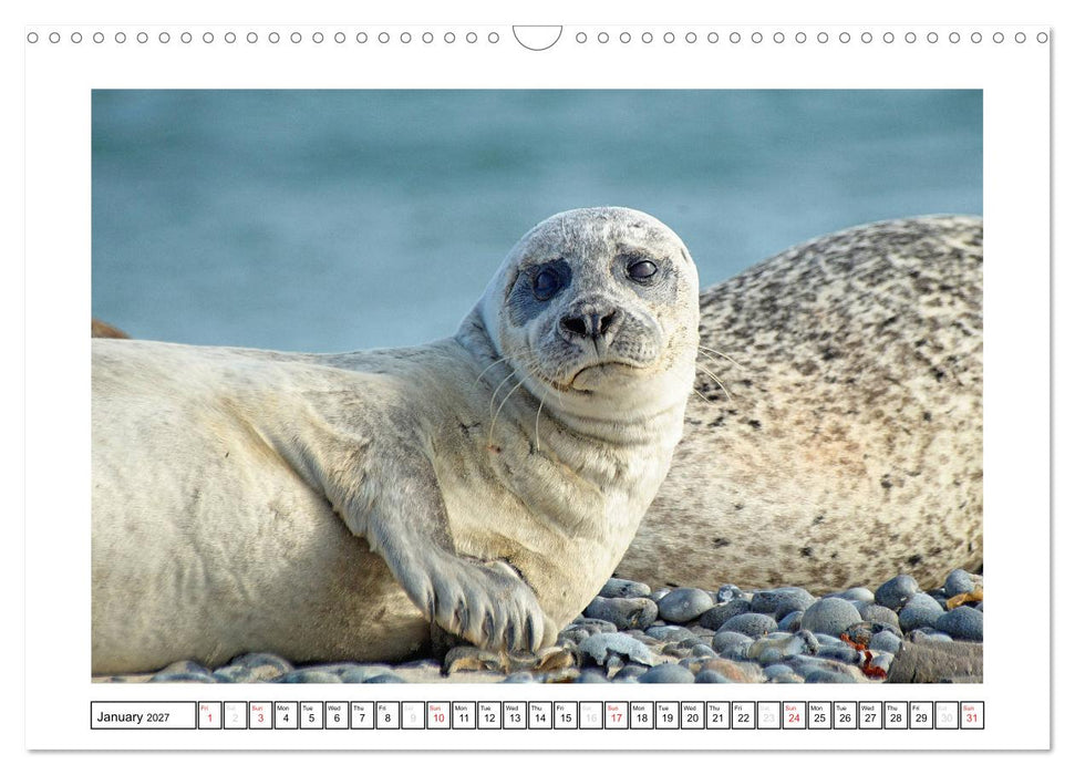 Seals on the Beach (CALVENDO Monthly Calendar 2027)