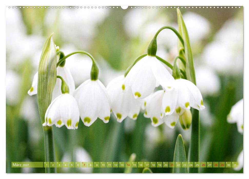 Weiße Frühlingsblüten (CALVENDO Wandkalender 2027)