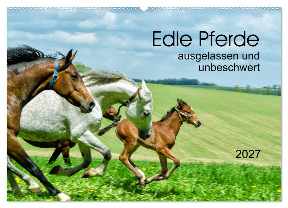 Edle Pferde - ausgelassen und unbeschwert (CALVENDO Wandkalender 2027)