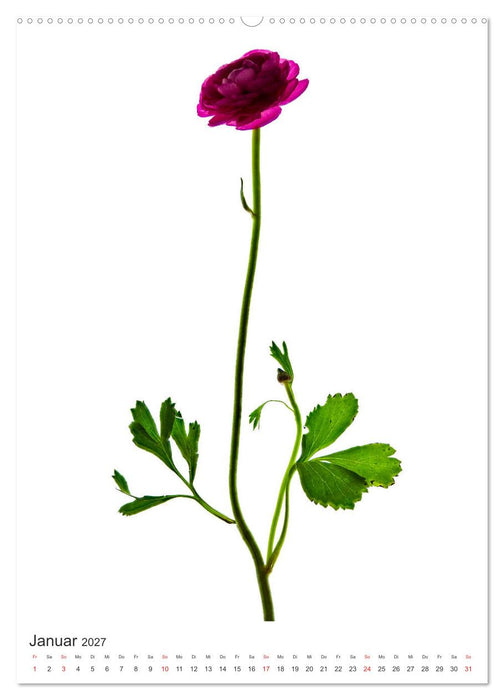 Blumen pur (CALVENDO Premium Wandkalender 2027)