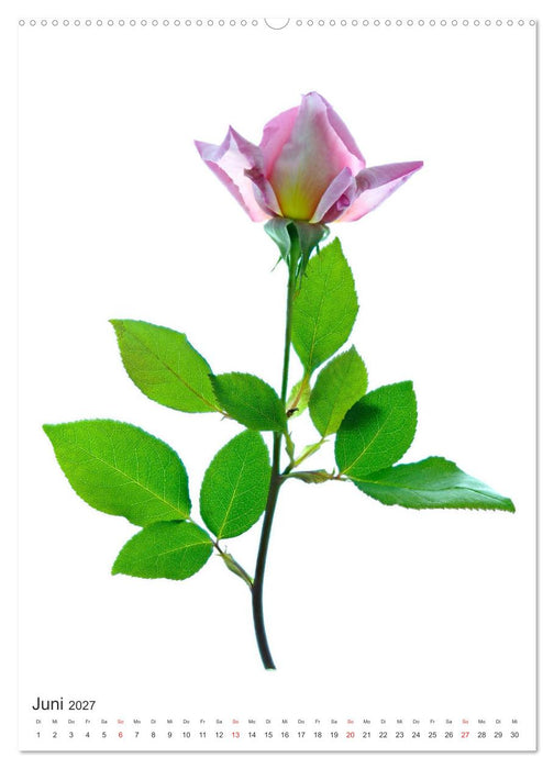 Blumen pur (CALVENDO Premium Wandkalender 2027)