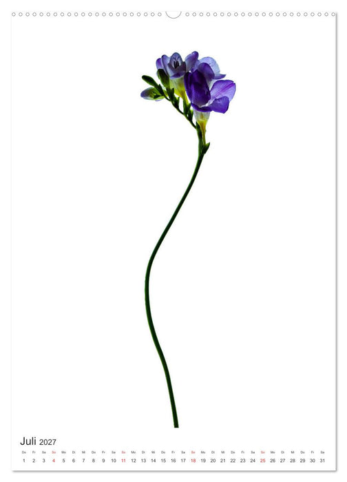 Blumen pur (CALVENDO Premium Wandkalender 2027)