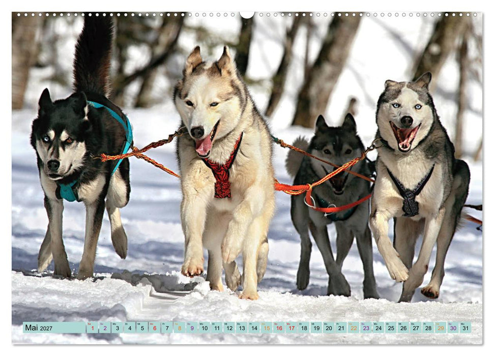Huskies - Tolle Gefährten (CALVENDO Premium Wandkalender 2027)