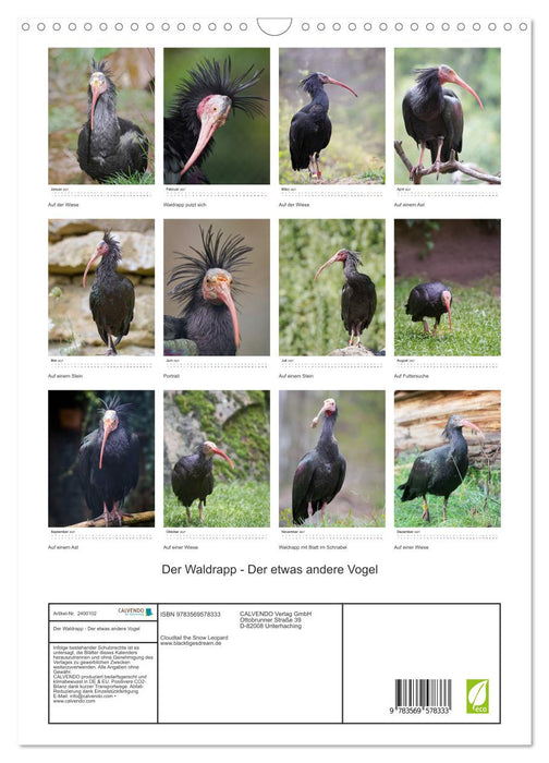 Der Waldrapp - Der etwas andere Vogel (CALVENDO Wandkalender 2027)