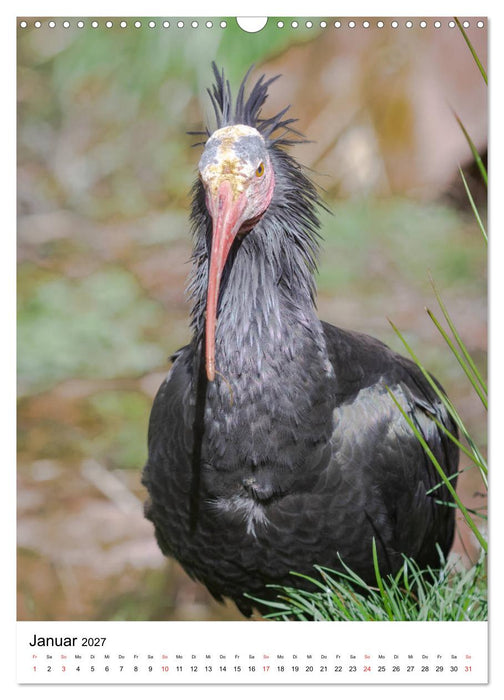 Der Waldrapp - Der etwas andere Vogel (CALVENDO Wandkalender 2027)