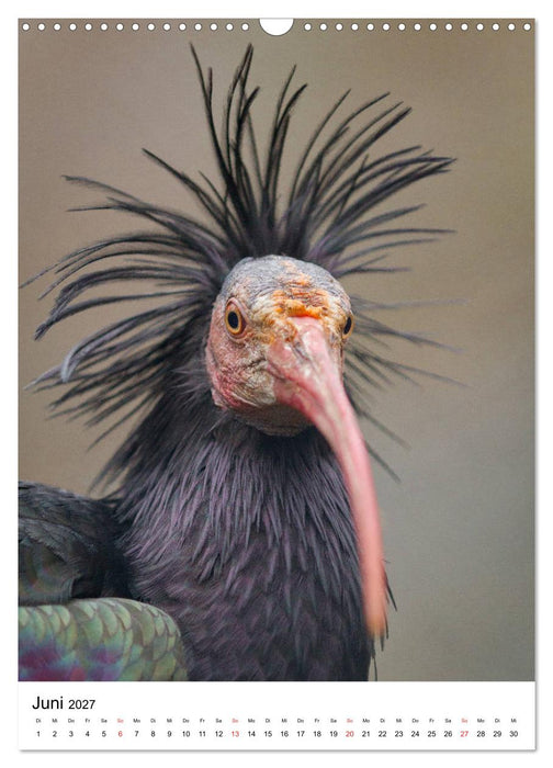 Der Waldrapp - Der etwas andere Vogel (CALVENDO Wandkalender 2027)