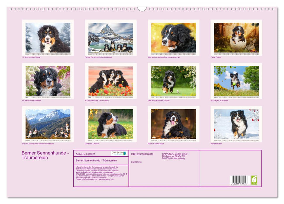 Berner Sennenhunde - Träumereien (CALVENDO Wandkalender 2027)